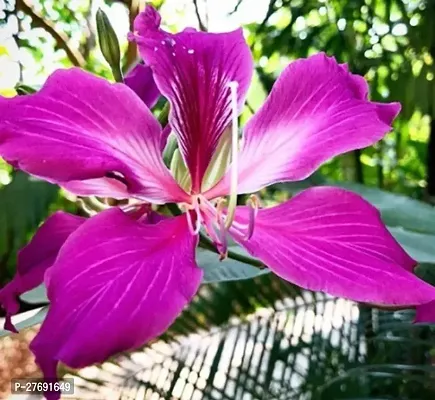 Zomoloco Kanchan Bauhinia Acuminata Purple Flowe-thumb0