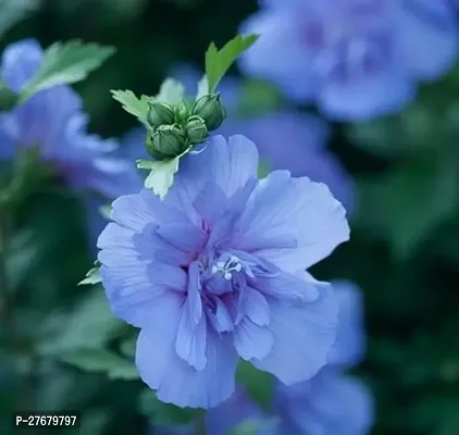 Zomoloco Hibiscus Blue Live Flower Plant Disha22