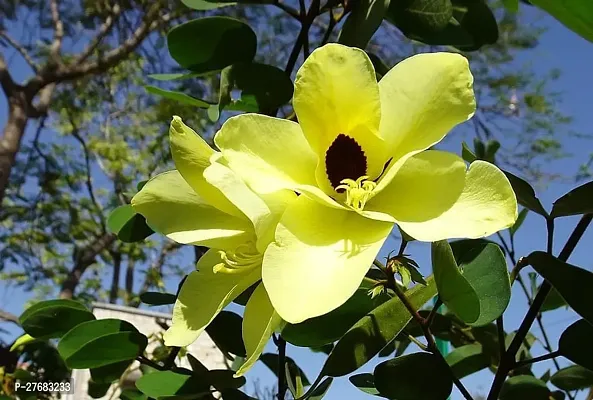 Zomoloco Bauhinia Acuminata Kanchan Flower Plant H-thumb0