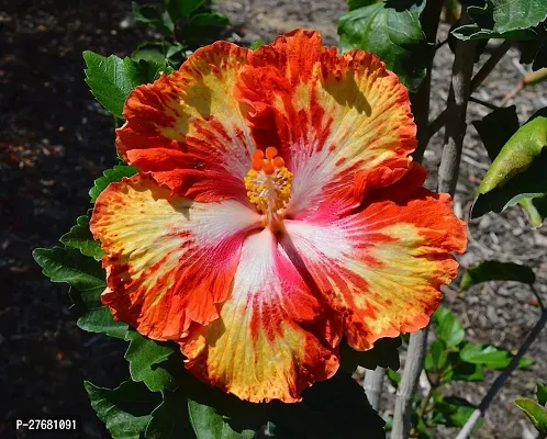 Zomoloco Hibiscus Hybrid Live Flower Plant Disha-thumb0