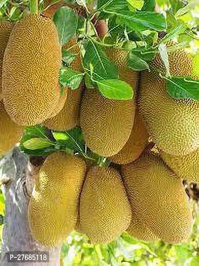 Zomoloco Golden Nugget Jackfruit Jack Fruit Plant-thumb0