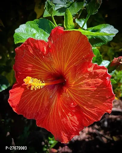 Zomoloco Hibiscus Red Live Flower Plant Disha330-thumb0