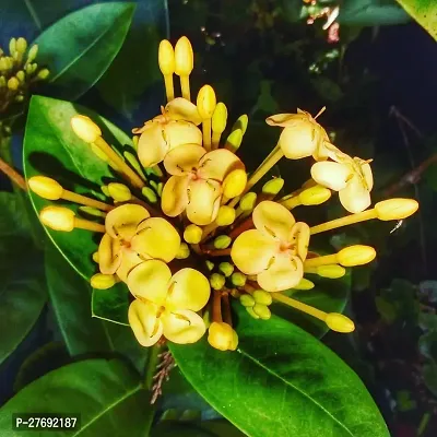 Zomoloco Trothic Ixora Chethi Yellow Plant Live Fl