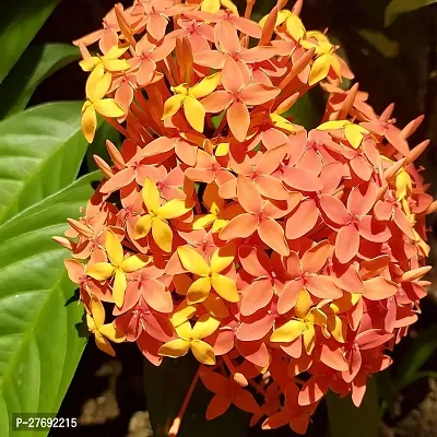 Zomoloco Trothic Ixora Chethi Yellow Plant Live Fl