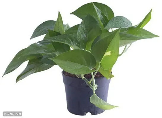 Zomoloco Money Plant Indoor Plant With Air Purifyi-thumb0