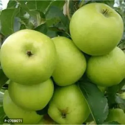 Zomoloco Geen Apple Granny Smith Hybrid Grafted Li