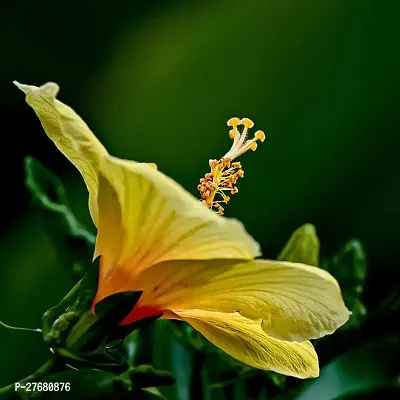 Zomoloco Hibiscus Yellow Live Flower Plant Disha