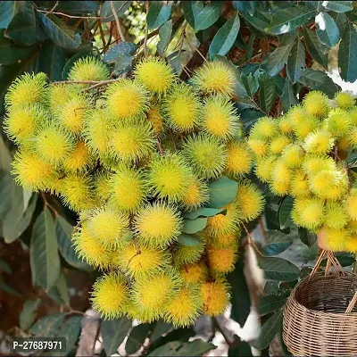 Zomoloco Rare Yellow Rambutan Hybrid Exotic Fruit-thumb0