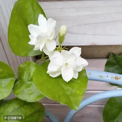 Zomoloco Arabian Jasmine Double Petal Live Flower-thumb0