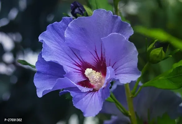 Zomoloco Hibiscus Blue Plant Cf70007 Hibiscus Pl-thumb0