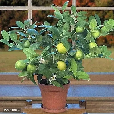 Zomoloco Ll101 Lemon Plant-thumb0