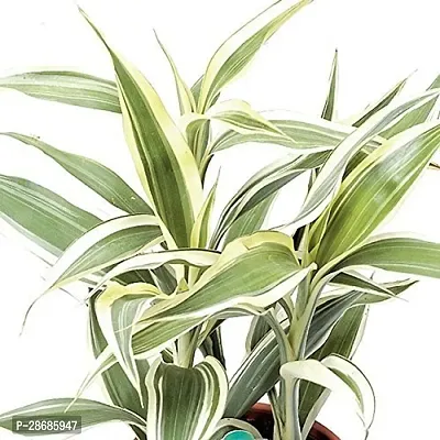 Zomoloco Dracaena Plant TIGdrac15-thumb0