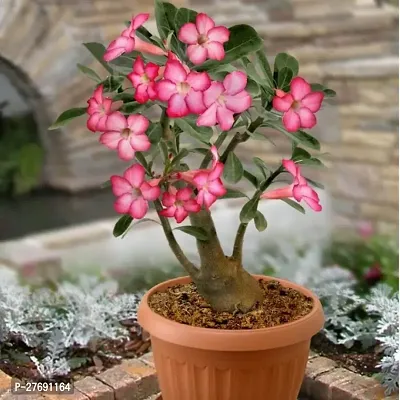 Zomoloco Air Layered Adenium Desert Roses Red C-thumb0