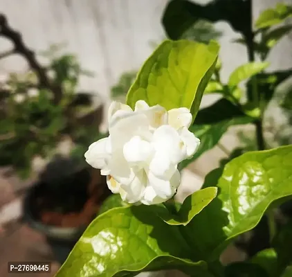 Zomoloco Arabian Jasmine Double Petal Live Flower-thumb0