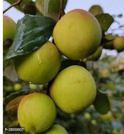 Zomoloco Ber Apple Plant UIOL-thumb0