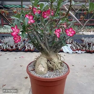 Zomoloco Adenium Bonsai Plant Adenium Plant-thumb0