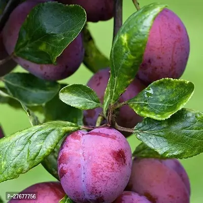 Zomoloco Dwarf Rare Hybridaloo Bukhara Plum Trop