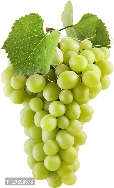 Zomoloco Air Layered Grapes Angoor Live Plant C-thumb0