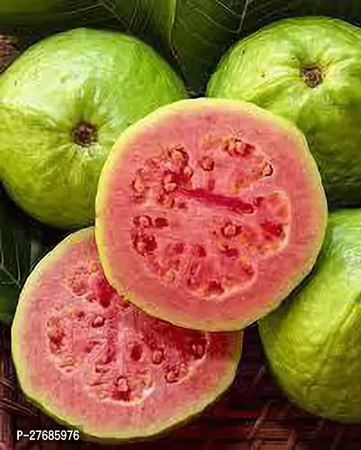 Zomoloco Guavamodeldetwilerplant Cfo322 Guav-thumb0