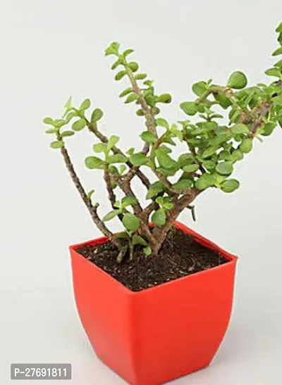 Zomoloco Jade Live Plant For Indoor Decorationcf0