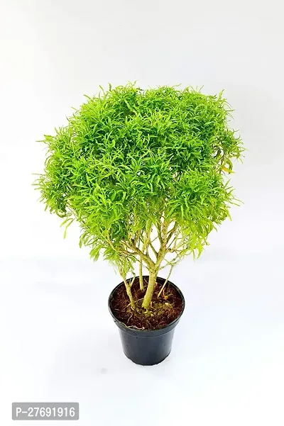 Zomoloco Aralia Live Plant For Garden Dourtyard D