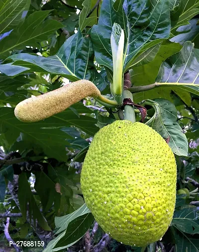 Zomoloco Live Breadfruit Plant Rare Dwarf Exotic A