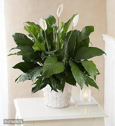 Zomoloco Peace Lily Or Spathiphyllum Live Plant Wh-thumb0