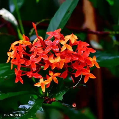 Zomoloco Trothic Ixora Chethi Red Plant Live Flowe-thumb0