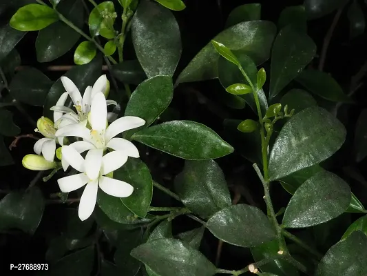 Zomoloco Kamini Flower Murraya Paniculata Plant C-thumb0