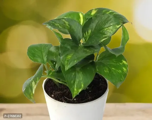 Zomoloco Money Plant Cf0010811 Money Plant-thumb0