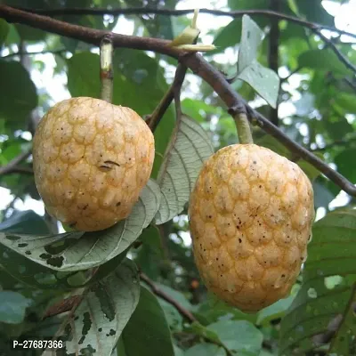 Zomoloco Custard Apple Live Plant Cf00251 Custar-thumb0