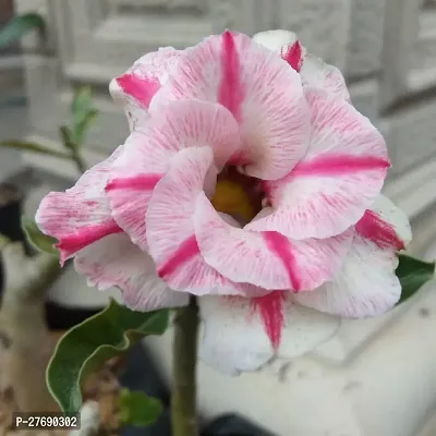 Zomoloco Air Layered Adenium Plant Live Plant Cf1