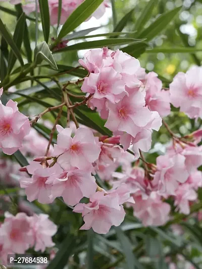 Zomoloco Oleander Flower Plant Pink Cfa368 Olea-thumb0