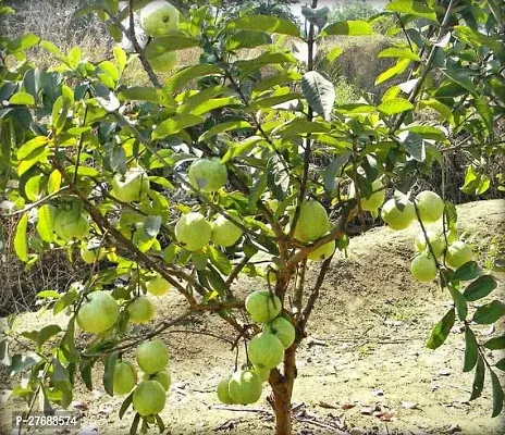 Zomoloco Hybrid Dwarf Variant Guava Live Plantcf-thumb0