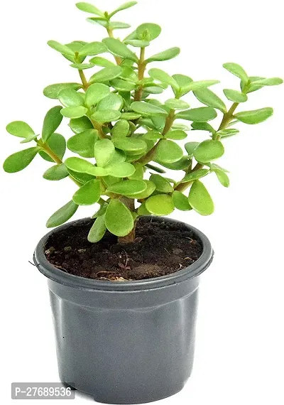 Zomoloco Jade Live Plant For Indoor Decoration C