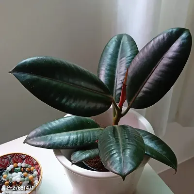 Zomoloco Live Rubber Plant For Indoor Home Decorat-thumb0