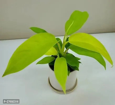 Zomoloco Philodendron Indoor Hybrid Live Plant For