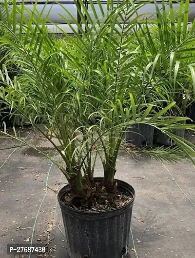 Zomoloco Live Rare Tissue Culture Date Plant Arabi