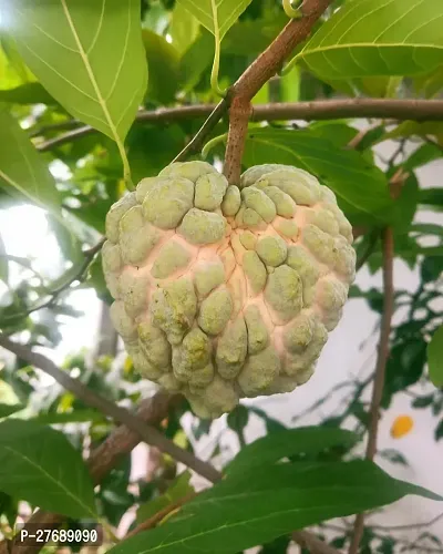 Zomoloco Custard Apple Live Plant Cf0055 Custard-thumb0