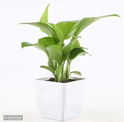 Zomoloco Money Plant Money Plant