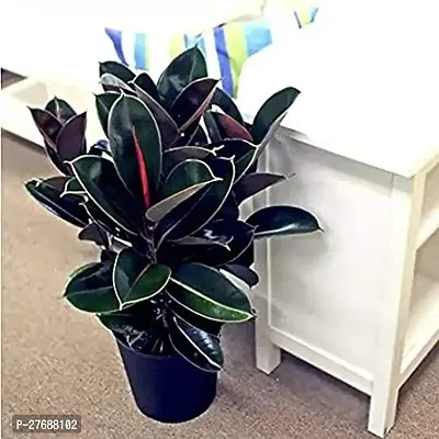 Zomoloco Live Rubber Plant Black Prince Rubber P