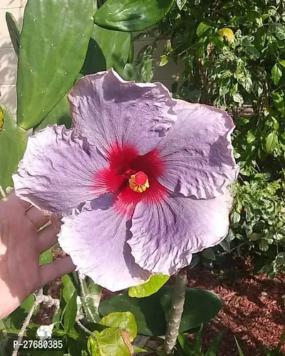 Zomoloco Hibiscus Hybrid Live Flower Plant Disha