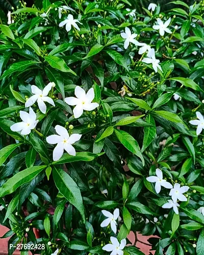 Zomoloco Jasmine Crepe Jasmine Chinese Tagor Nig