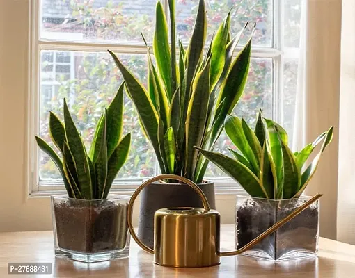 Zomoloco Snake Plant For Home Decorations Best For-thumb0