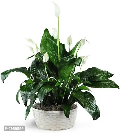 Zomoloco Peace Lily Or Spathiphyllum Live Plant Wh