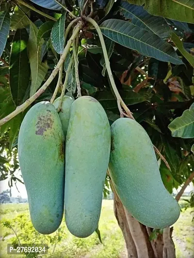 Zomoloco Hybrid Thai Banana Shaped Mango Grafted L-thumb0