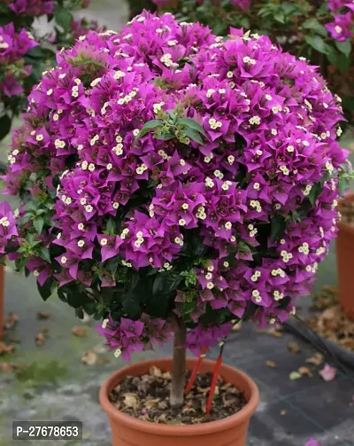 Zomoloco Baugainvillea Plant Disha0003031 Bauga-thumb0