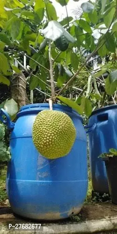 Zomoloco O01 Jack Fruit Plant-thumb0