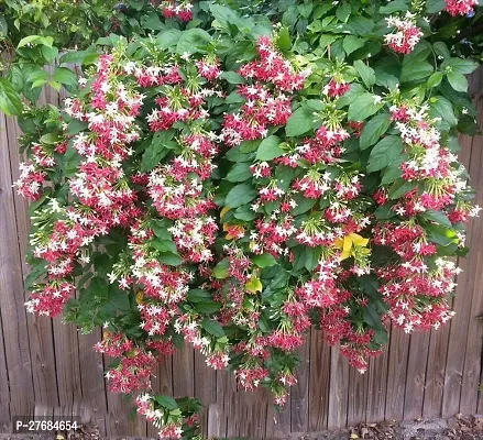 Zomoloco Madhumaloti Flower Plant Cfa279 Madhum-thumb0