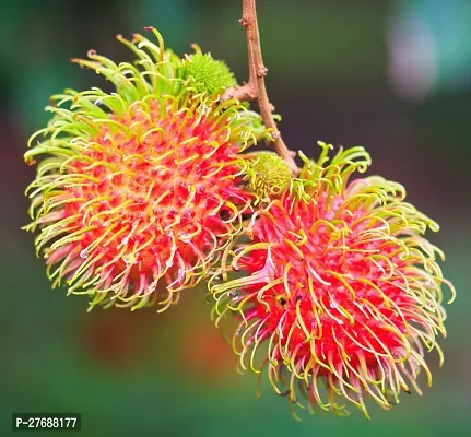 Zomoloco Rare Red Rambutan Hybrid Exotic Fruit See